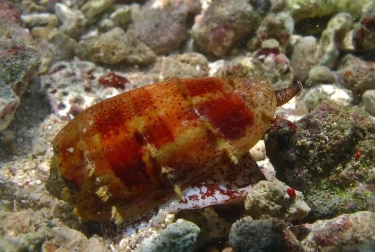 конусная ядовитая улитка