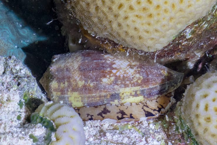 сигаретная улитка