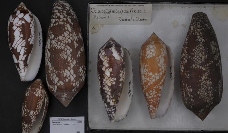 ракушки ядовитой улитки