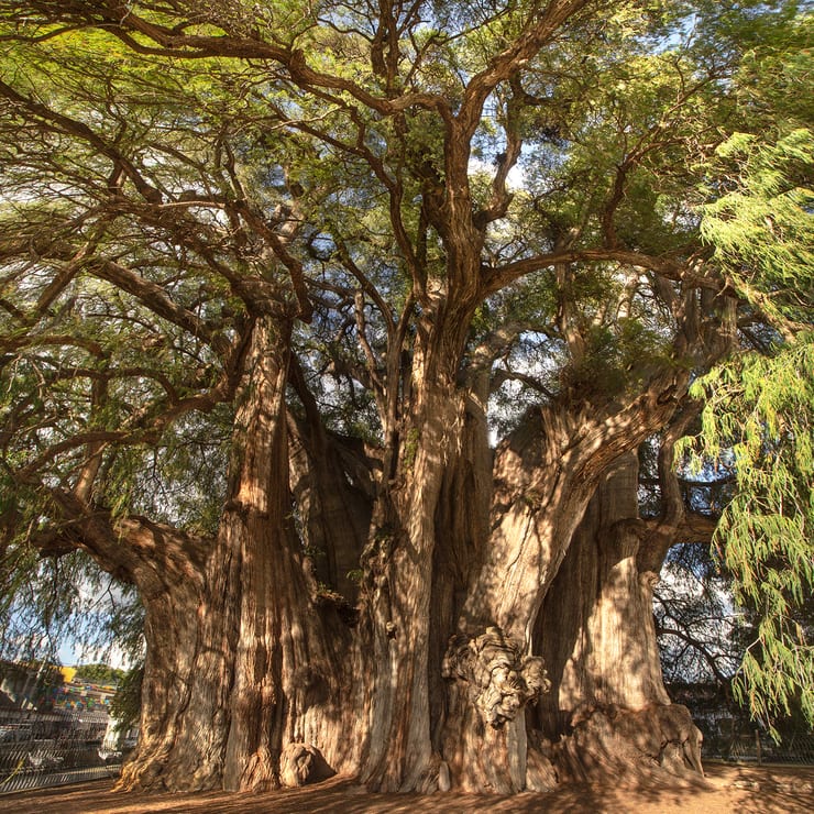 гигантское дерево туле