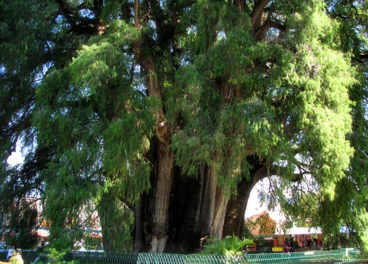 дерево туле в мексике