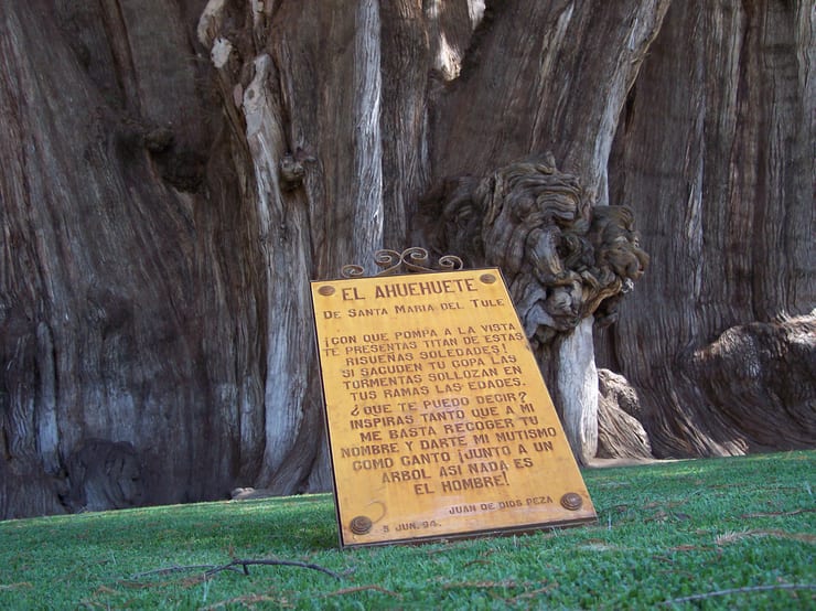 табличка с описанием дерева