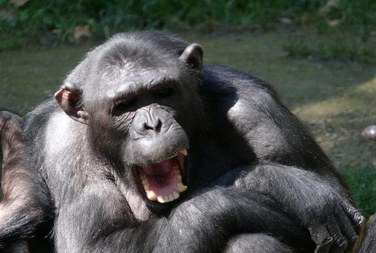 войны между обезьянами