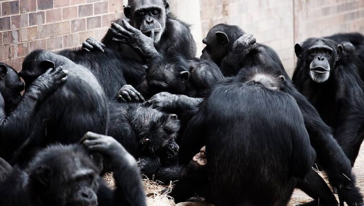 стая шимпанзе