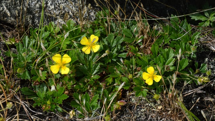 цветок торментил против супербактерий