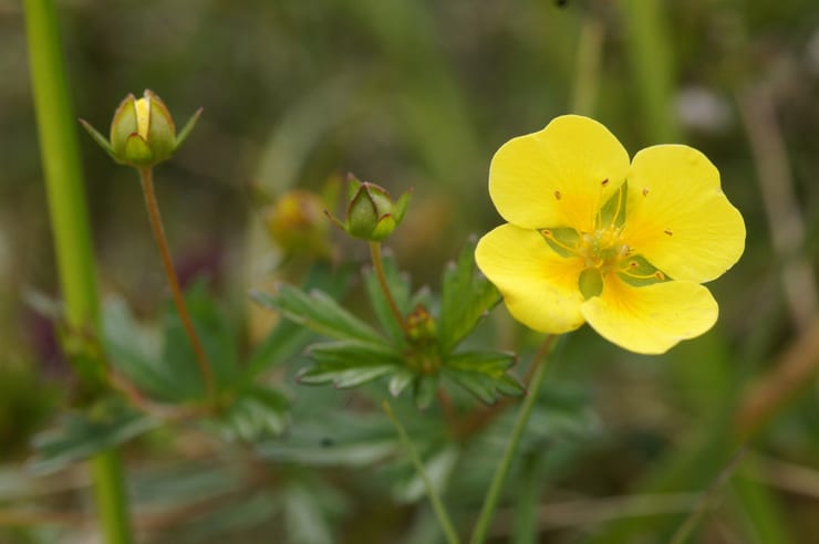 желтый цветок торментил