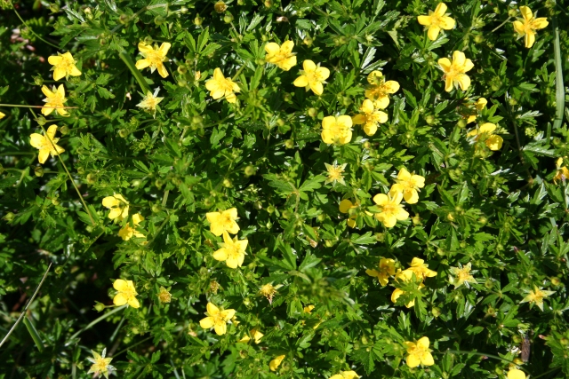 торментил в зарослях