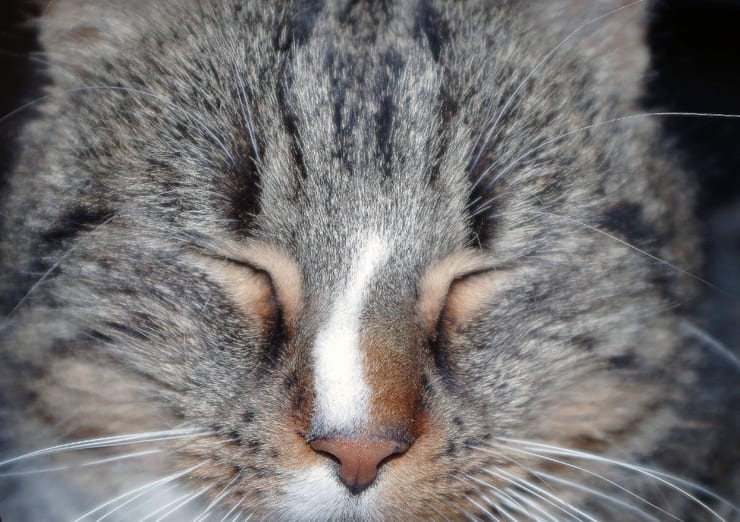 закрытые глаза у кота