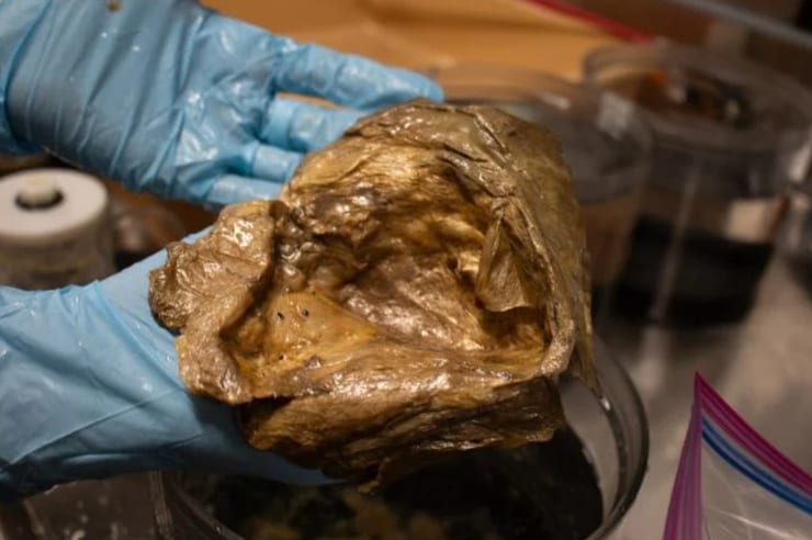 глубоководная книдария