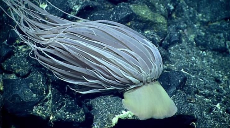 существо - разгадка тайны