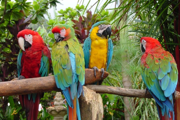 птицы передают сигналы