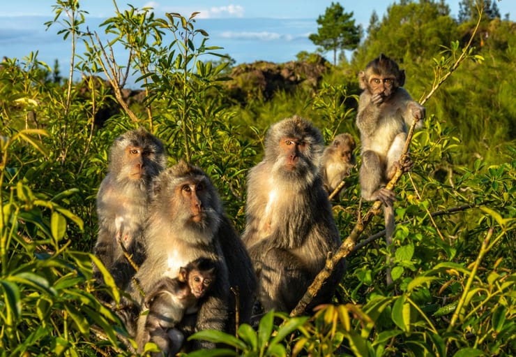 сигналы животных в лесах амазонки
