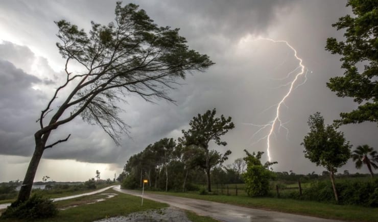 новое открытие о деревьях и грозе