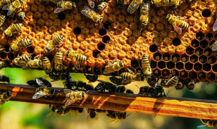 пчелы собирают мед