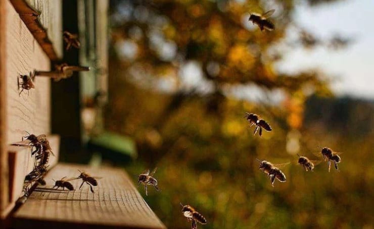 пчелы залетают в улей