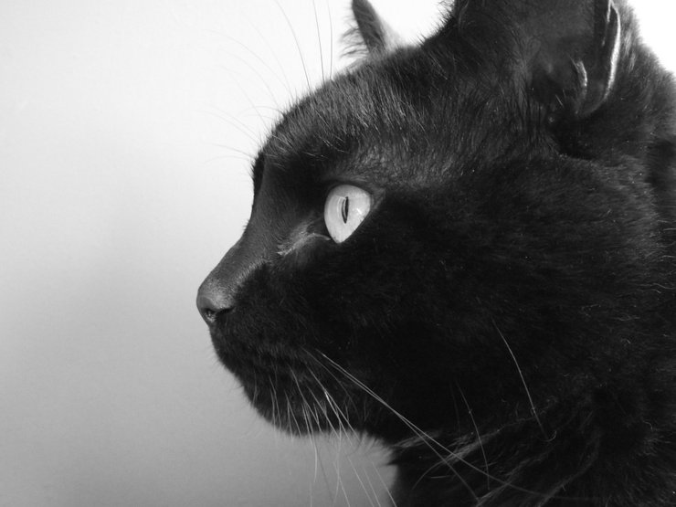 кошачий взгляд