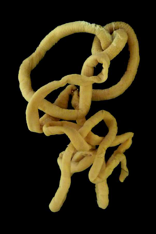 червь Lineus longissimus