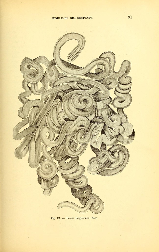 Lineus longissimus