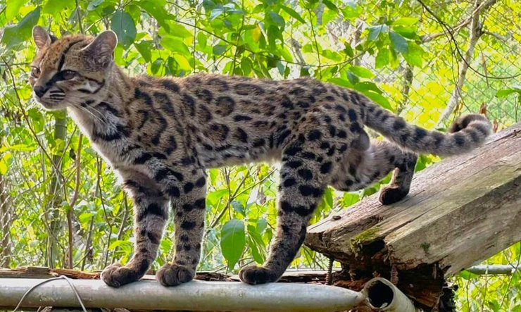 новая дикая кошка