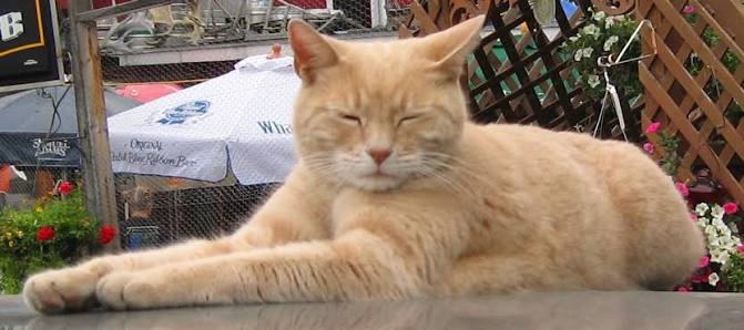 кот стаббс