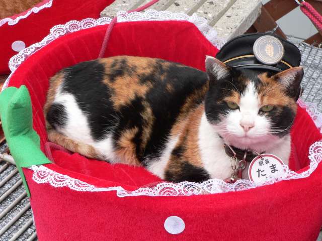 кот на службе