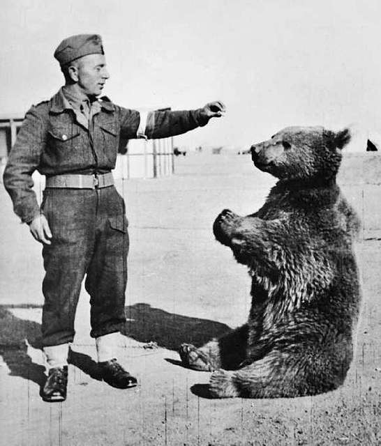 медведь войтек