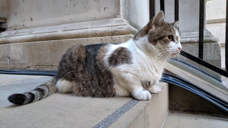 кот ларри