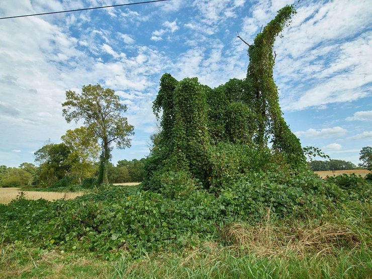 лианы кудзу