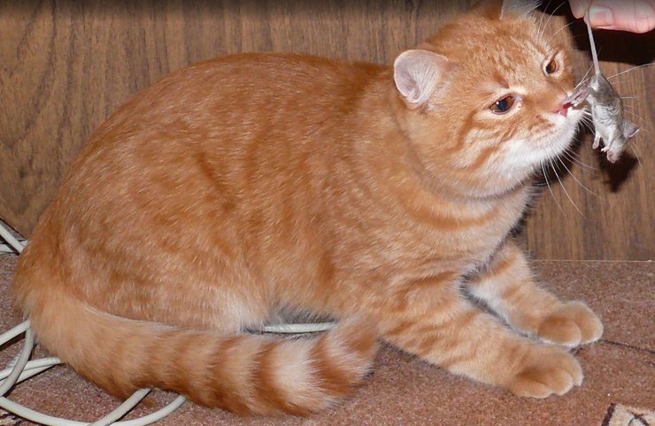 рыжий кот и мышь