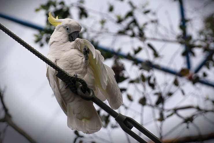 какаду Cacatua sulphurea