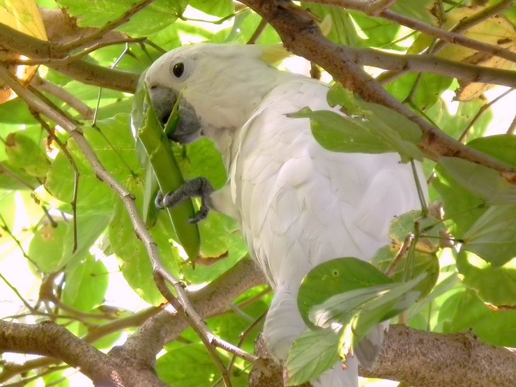 белый какаду Cacatua sulphurea