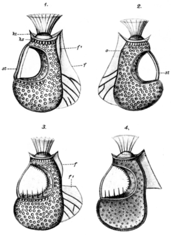 Citharistes regius