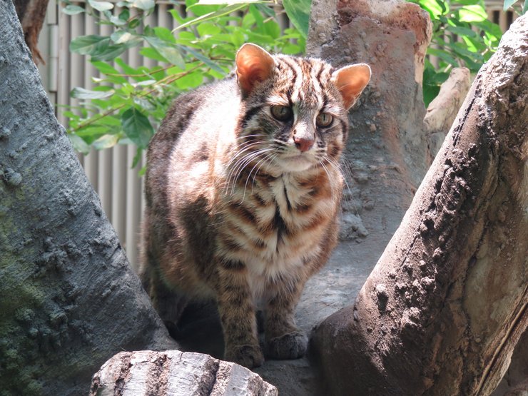 бенгальская кошка