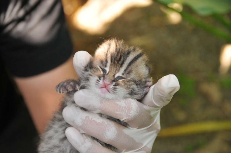котенок бенгальской кошки
