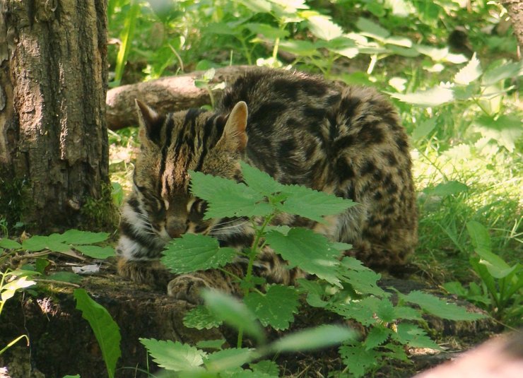 кошка в лесу