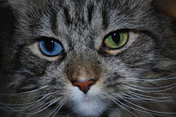 Картинки по запросу Как выглядят кошки с разноцветными глазами