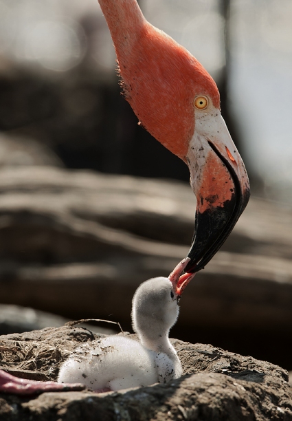 мать фламинго