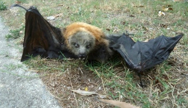 природа Австралии