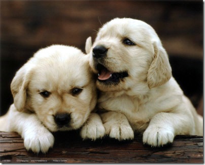 Golden-Retrievers-Puppies