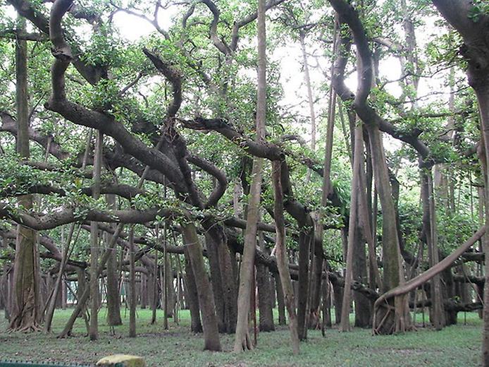большое дерево баньяна