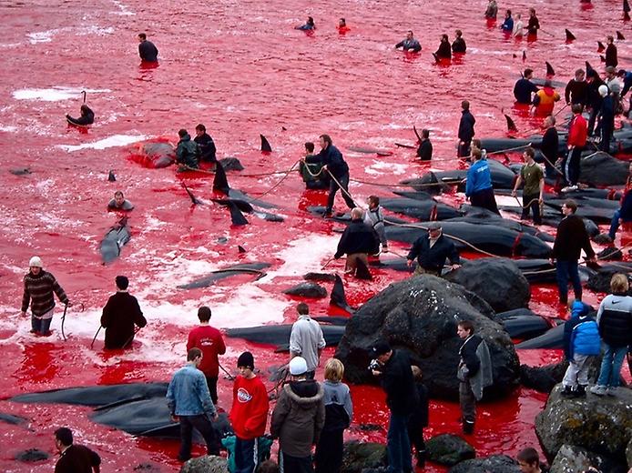 охота на китов на фарерских островов