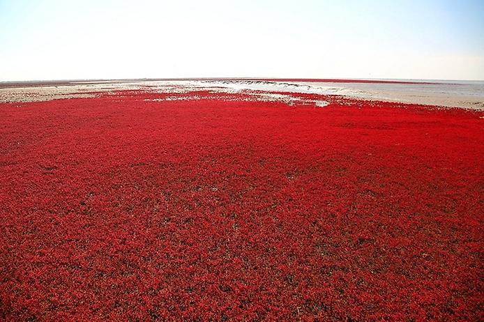 красный пляж паньцзинь