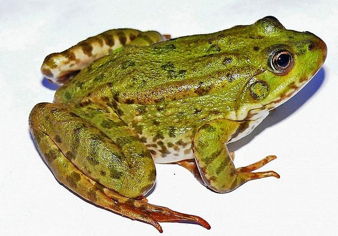 лягушачьи лапки