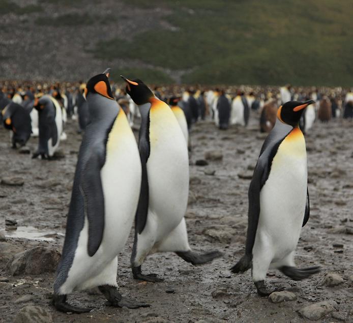 колония пингвинов в джорджии