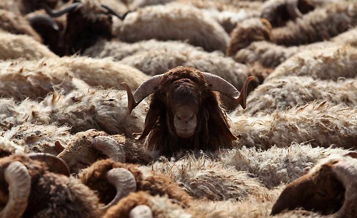 овцы на рынке домашнего скота перед праздником