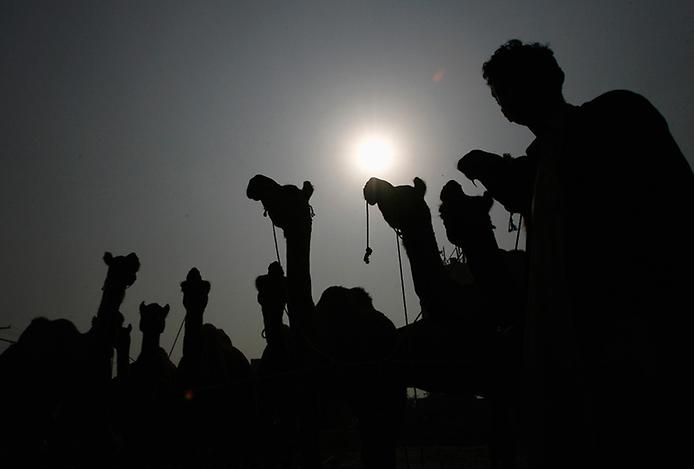 силуэт человека с верблюдами на рынке скота