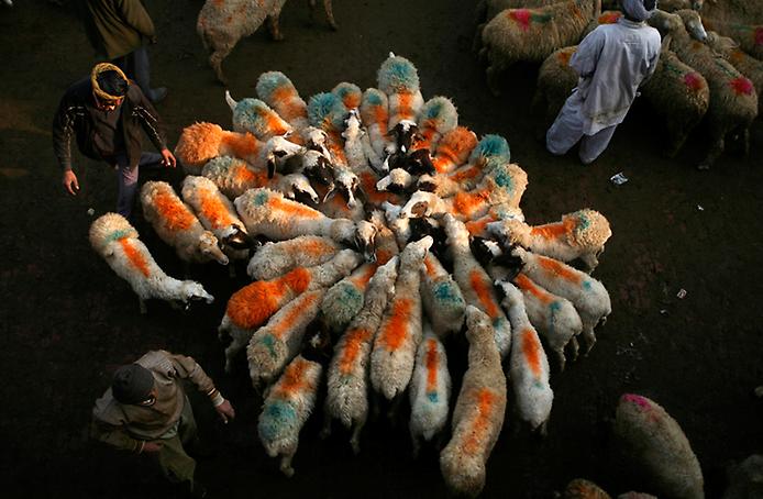 стадо овец на оптовом рынке скота