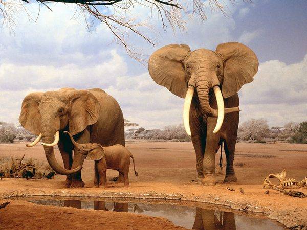 бивни слонов