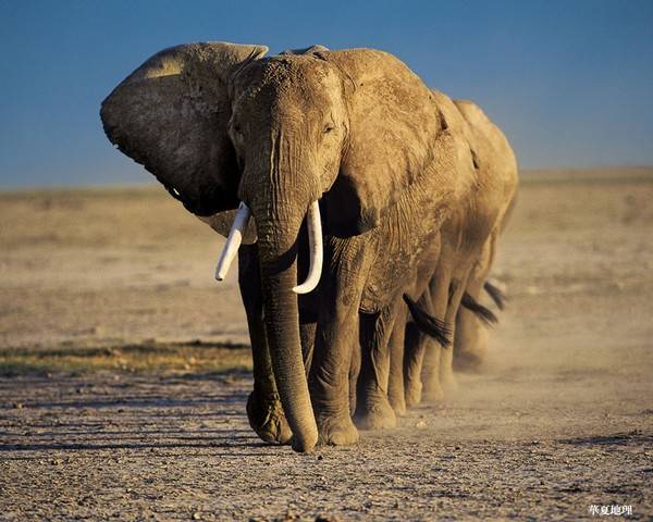 слон самое большое животное