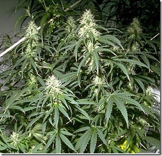 cannabis_sativa1